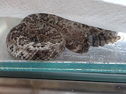 Western diamondback rattlesnake, young vivarium de meyrin