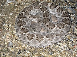 Western diamondback rattlesnake