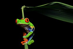 Red-eyed tree frog (Agalychnis callidryas), red eyed