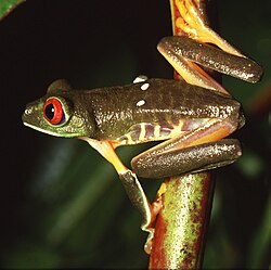 Red-eyed tree frog