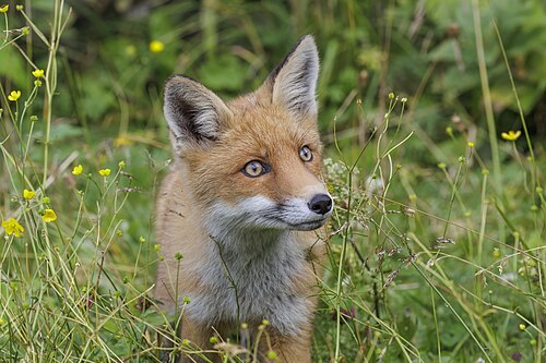 Red fox, crucigera skalnate pleso