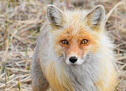 Red fox, alaska