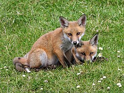 Red fox