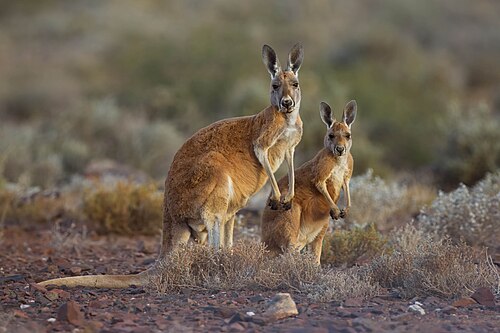 Red kangaroo, sturt national park nsw