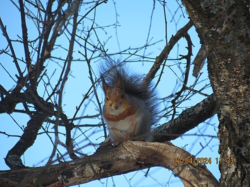 Red squirrel, sitting birch branch