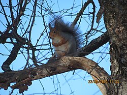Red squirrel, sitting birch branch