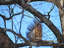 Red squirrel, sitting birch branch