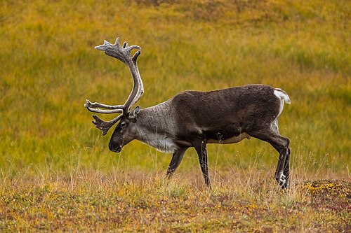Reindeer (Rangifer tarandus)