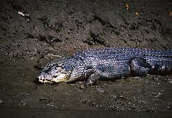 Saltwater crocodile (Crocodylus porosus)