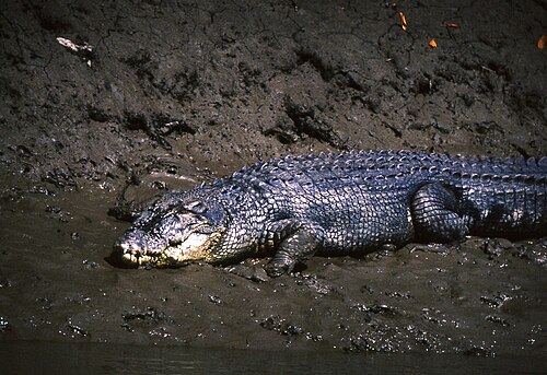 Saltwater crocodile
