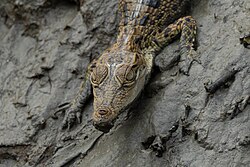 Saltwater crocodile, sundarbans national park september tisha mukherjee