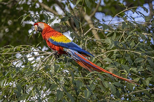 Scarlet macaw (Ara macao), cyanopterus copan