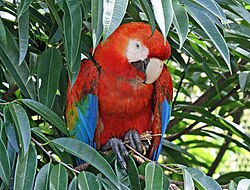Scarlet macaw, rwd