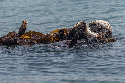 Sea otter (Enhydra lutris), raft about