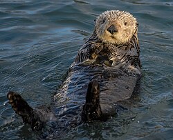 Sea otter