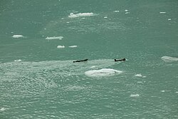 Sea otter