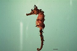 Lined seahorse (Hippocampus erectus), fish4280 flickr noaa library