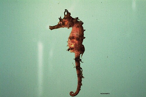 Lined seahorse, fish4280 flickr noaa library