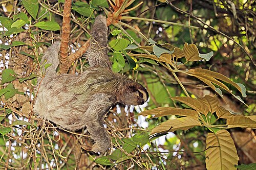Brown-throated sloth, brown throated female