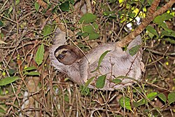 Brown-throated sloth, brown throated female