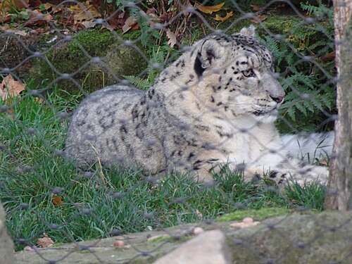 Snow leopard (Panthera uncia), dresden