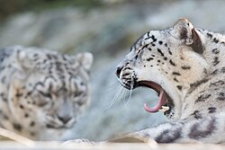Snow leopard, one yawning