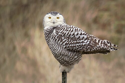 Snowy owl (Bubo scandiacus), vlieland netherlands