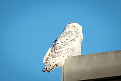 Snowy owl