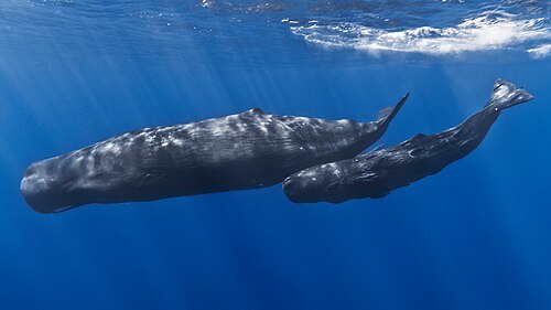 Sperm whale (Physeter macrocephalus), mother baby