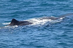 Sperm whale
