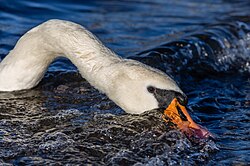 Mute swan, looking for food waves windermere england