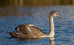 Mute swan