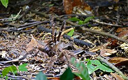 Goliath birdeater, tarantula menacing attitude