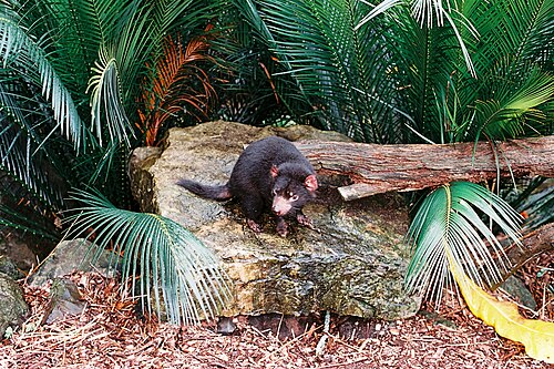 Tasmanian devil, auckland zoo