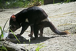 Tasmanian devil, healesville healesville sanctuary