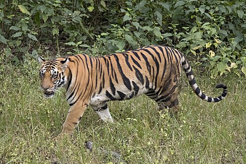 Tiger, bengal female crop