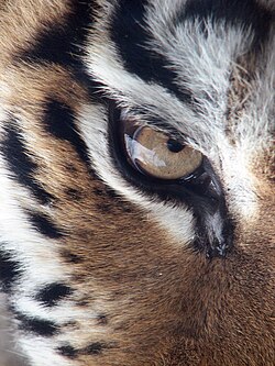 Tiger, amur altaica eye 2112px edit