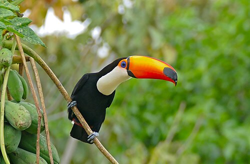 Toco toucan, papaya tree carica papaya