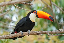 Toco toucan, encontro das águas state park giles laurent