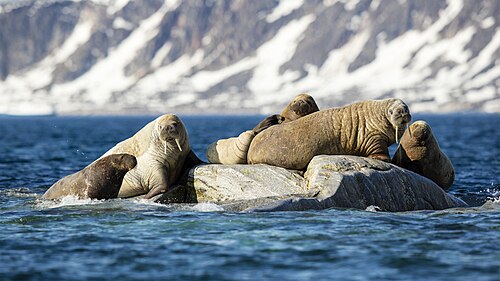 Walrus, nor svalbard sjuøyane phippsøya atlantic