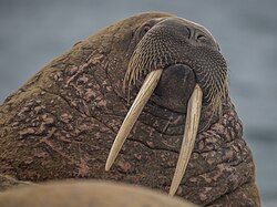 Walrus, svalbard