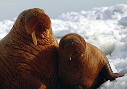 Walrus