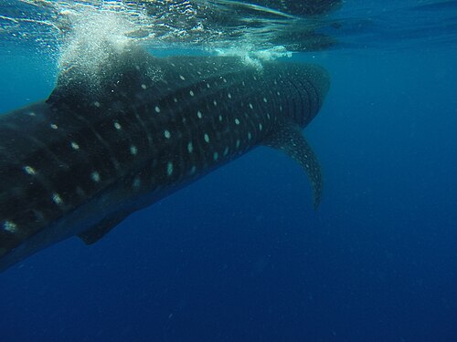 Whale shark (Rhincodon typus), quintana roo mexico panoramio