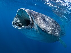 Whale shark, swimming while filter feeding off gulf mexico