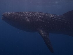 Whale shark, snorkling with
