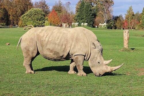 White rhinoceros, adult cwpg
