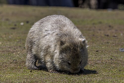 Wombat, common maria island