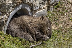 Wombat, common maria island