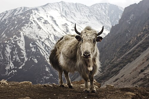 Yak, letdar annapurna circuit