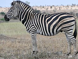 Zebra, plains stallion